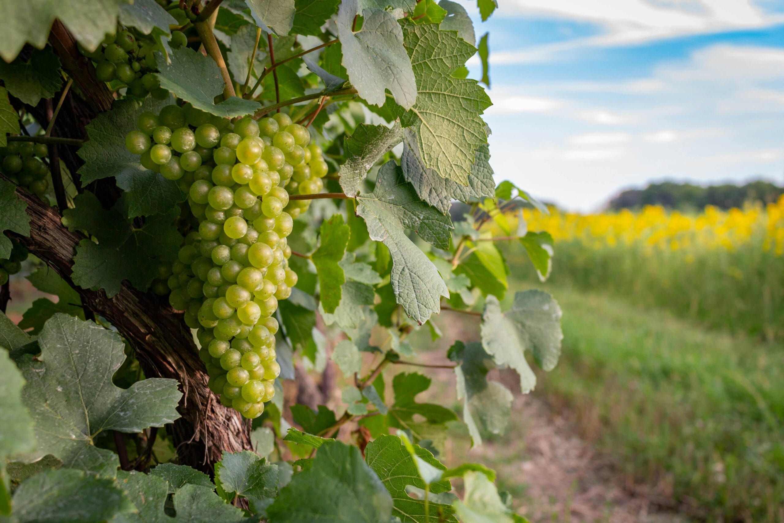 Weinberge in der Charente