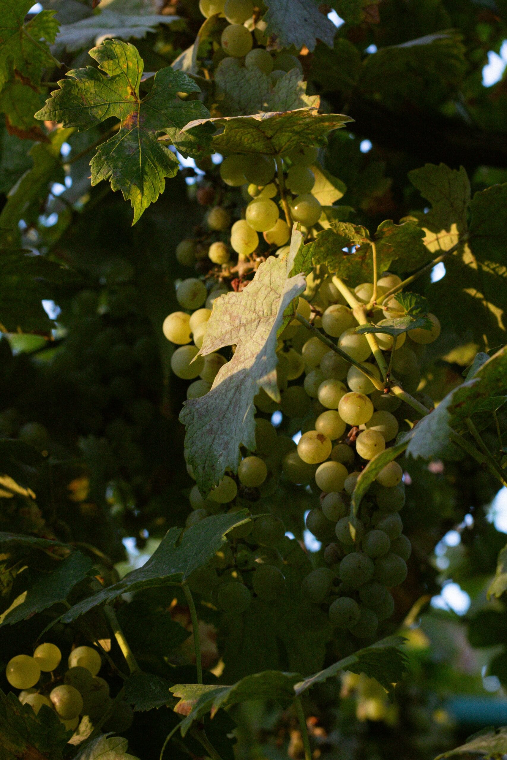 Weinreben in der Charente